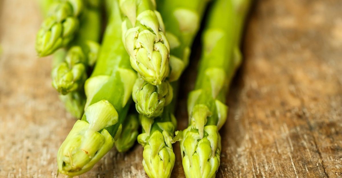 Robot thu hoạch măng tây AVL Compact S9: Chất lượng tương đương, tốc độ vượt trội