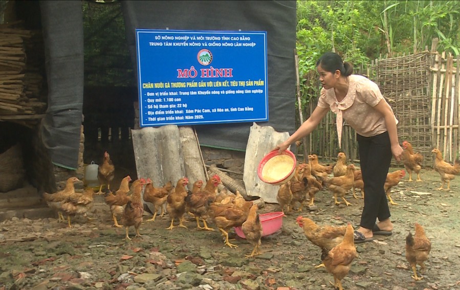 Từ lúa, gà đến dong riềng VietGAP: Khuyến nông giúp nông dân tăng thu nhập bền vững