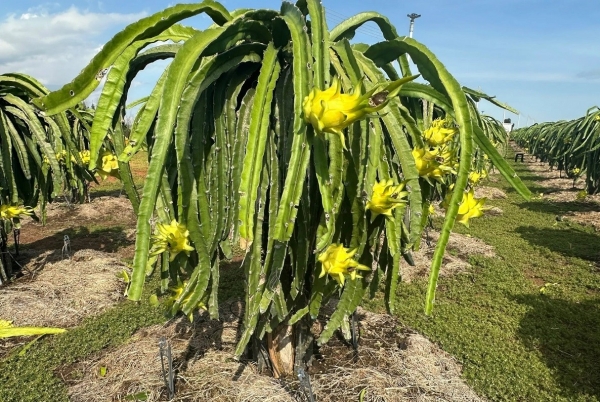 Giá thanh long tăng cao dịp Tết, nông dân thu lợi lớn