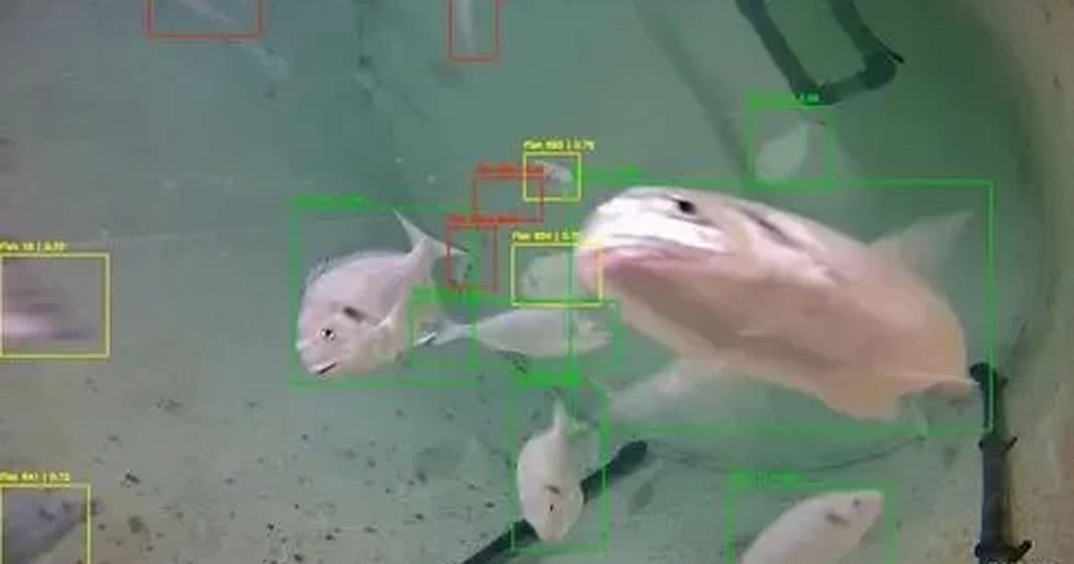 Tạm biệt lãng phí thức ăn: Israel đổi mới nuôi trồng thủy sản bằng trí tuệ nhân tạo (AI)