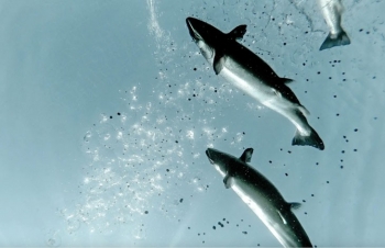 Nhật Bản: Nuôi cá hồi công nghệ cao ven đô với hệ thống MINATOMAÉ