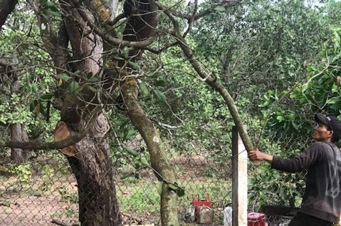 Tận dụng phụ phẩm cây điều già chế biến than sinh khối