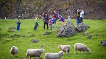 Trang trại nuôi bò, cừu đẹp như tranh giữa lòng thành phố New Zealand hút hàng triệu du khách