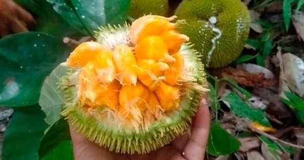 Loài quả xưa không ai biết đến, nay thành đặc sản được ưa chuộng ở thành phố