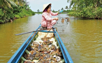 Cà Mau: Nghiên cứu bảo tồn và phát triển nguồn gen cua biển