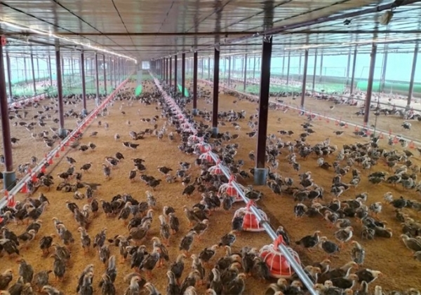 Hiệu quả từ việc sử dụng chế phẩm sinh học trong chăn nuôi gà ở Thái Nguyên