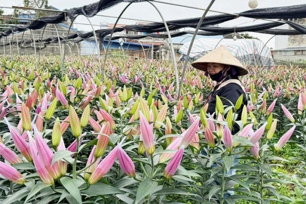 Phấn đấu giá trị sản phẩm trên đất trồng trọt đạt 126 triệu đồng/ha