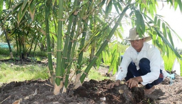 Hiệu quả bước đầu từ mô hình trồng tre tứ quý lấy măng