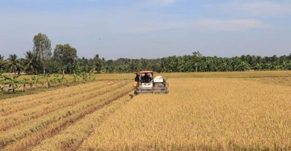 Nông nghiệp xanh tạo nền tảng phát triển kinh tế - xã hội ở Vĩnh Long