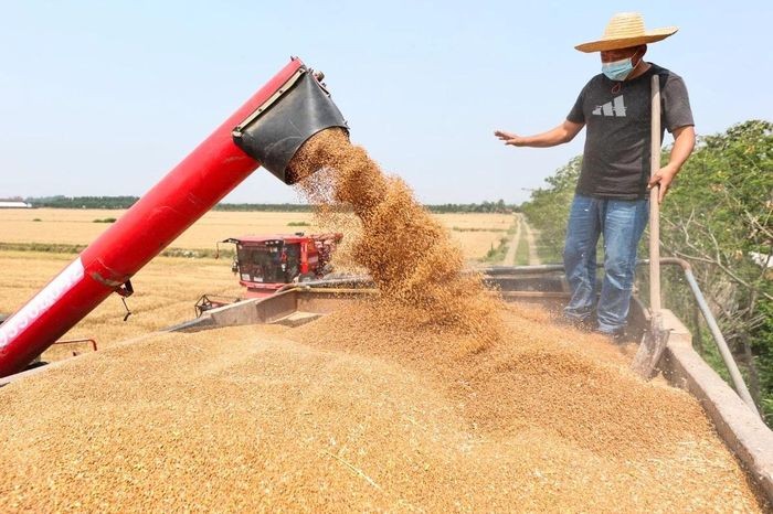 "Cánh đồng thông minh" đưa Trung Quốc tiến gần mục tiêu tự chủ lương thực