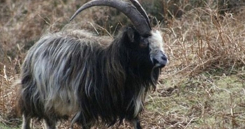 Giống dê bản địa Ireland duy trì nguồn gene quý suốt 3.000 năm