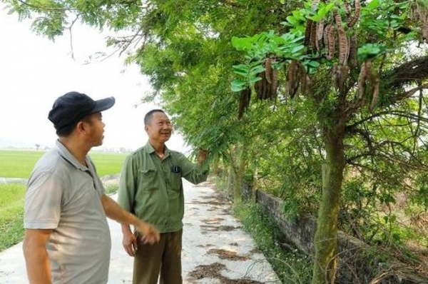 Hiệu quả bước đầu từ trồng cây bồ kết