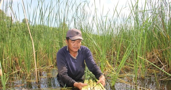 Loại cây vốn mọc hoang dại lại giúp nhiều người ở Cà Mau vươn lên làm giàu