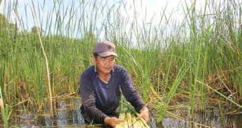 Loại cây vốn mọc hoang dại lại giúp nhiều người ở Cà Mau vươn lên làm giàu