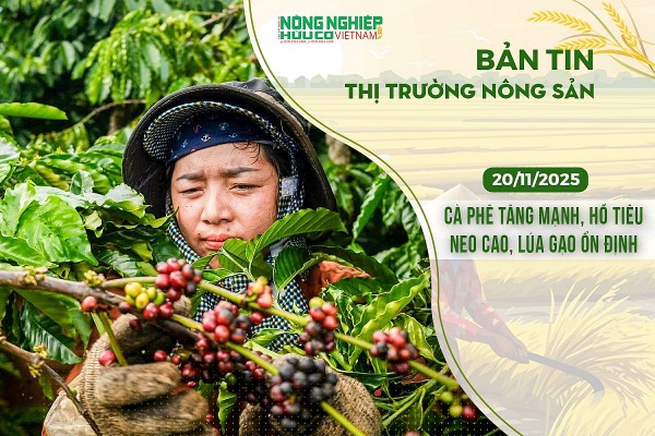 Thị trường nông sản 20/11/2025: Cà phê tăng mạnh, hồ tiêu neo cao, lúa gạo ổn định