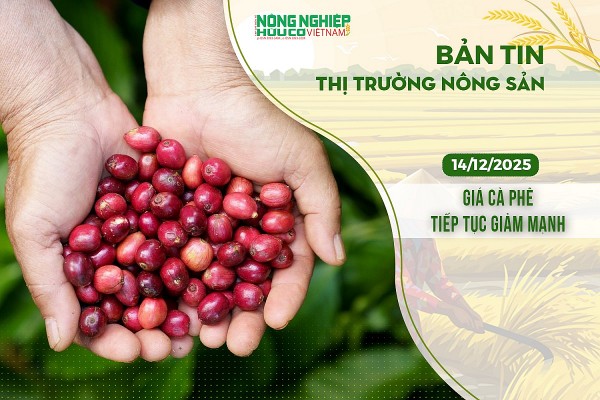 Thị trường nông sản 14/12/2025: Giá cà phê tiếp tục giảm mạnh