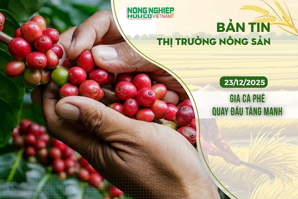 Thị trường nông sản 23/12/2025: Giá cà phê quay đầu tăng mạnh