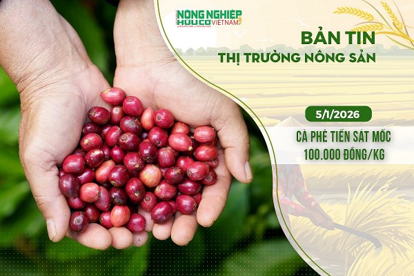Thị trường nông sản 5/1/2026: Cà phê tiến sát mốc 100.000 đồng/kg