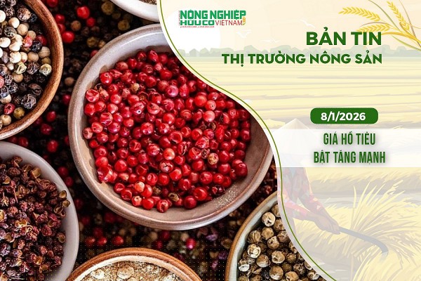 Thị trường nông sản 8/1/2026: Giá hồ tiêu bật tăng mạnh