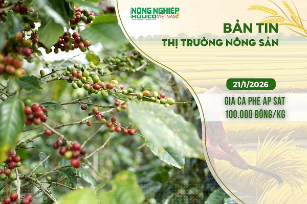 Thị trường nông sản 21/1/2026: Giá cà phê áp sát 100.000 đồng/kg