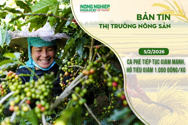 Thị trường nông sản 5/2/2026: Cà phê tiếp tục giảm mạnh, hồ tiêu giảm 1.000 đồng/kg