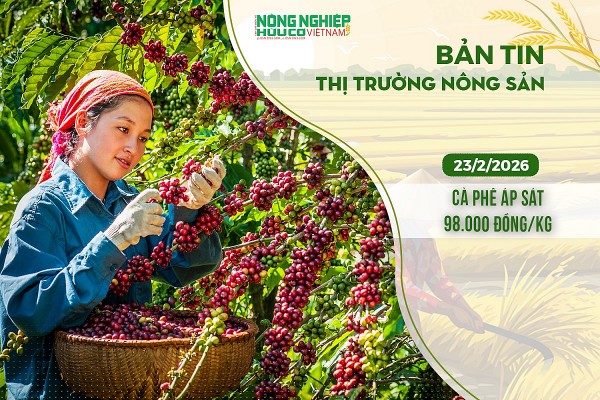 Thị trường nông sản 23/2/2026: Cà phê áp sát 98.000 đồng/kg