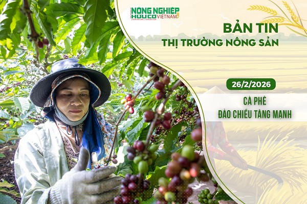 Thị trường nông sản 26/2/2026: Cà phê đảo chiều tăng mạnh