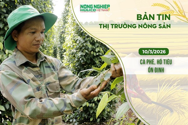 Thị trường nông sản 10/3/2026: Cà phê, hồ tiêu ổn định