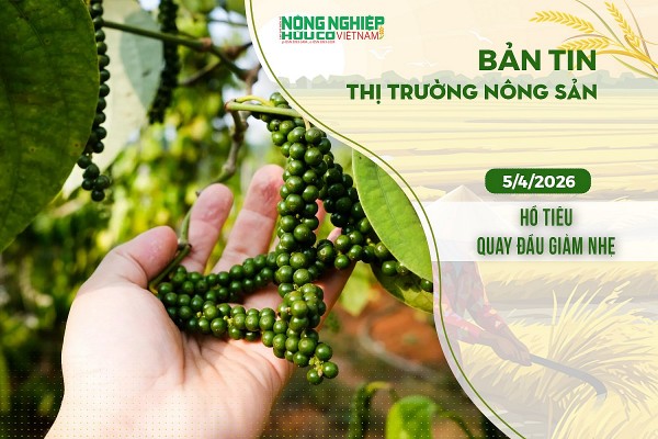 Thị trường nông sản 5/4/2026: Hồ tiêu quay đầu giảm nhẹ