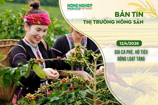 Thị trường nông sản 12/4/2026: Giá cà phê, hồ tiêu đồng loạt tăng