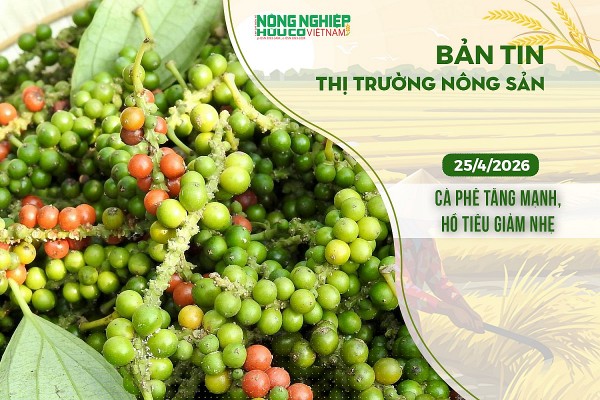 Thị trường nông sản 25/4/2026: Cà phê tăng mạnh, hồ tiêu giảm nhẹ