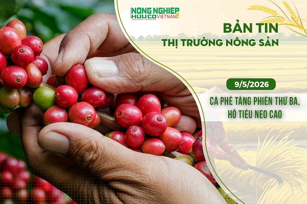 Thị trường nông sản 9/5/2026: Cà phê tăng phiên thứ ba, hồ tiêu neo cao