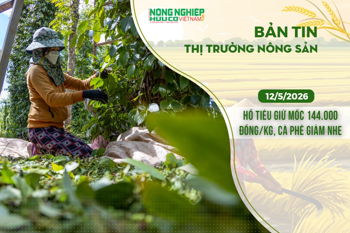 thi truong nong san 1252026 ho tieu giu moc 144000 dongkg ca phe giam nhe