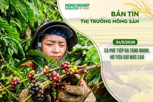 Thị trường nông sản 24/5/2026: Cà phê tiếp đà tăng mạnh, hồ tiêu giữ mức cao