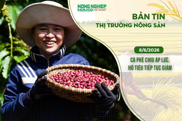 Thị trường nông sản 8/6/2026: Cà phê chịu áp lực, hồ tiêu tiếp tục giảm
