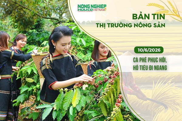 Thị trường nông sản 10/6/2026: Cà phê phục hồi, hồ tiêu đi ngang