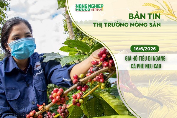 thi truong nong san 1662026 gia ho tieu di ngang ca phe neo cao