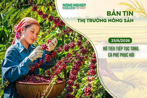 thi truong nong san 2562026 ho tieu tiep tuc tang ca phe phuc hoi