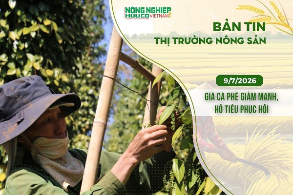 thi truong nong san 972026 gia ca phe giam manh ho tieu phuc hoi