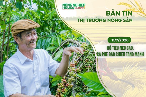 thi truong nong san 1172026 ho tieu neo cao ca phe dao chieu tang manh